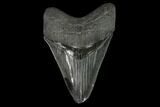 Serrated, Fossil Megalodon Tooth - South Carolina #129438-1